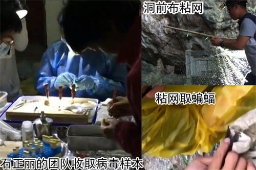 '图:2004年武汉病毒所石正丽团队开始追踪SARS之源,7年之后在云南一个山洞里找到。(视频截图,作者提供)'