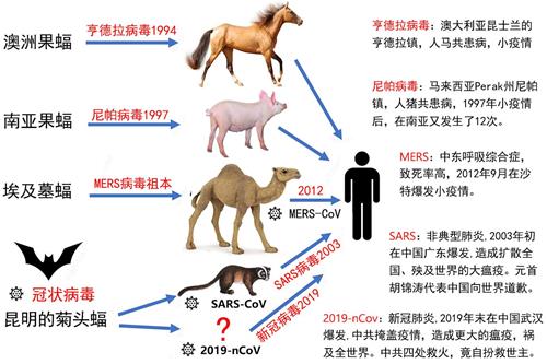 '图:世界上有1200多种蝙蝠,已在200多种体内检测到4000多种病毒,这是近来传给人的几种传染病。'