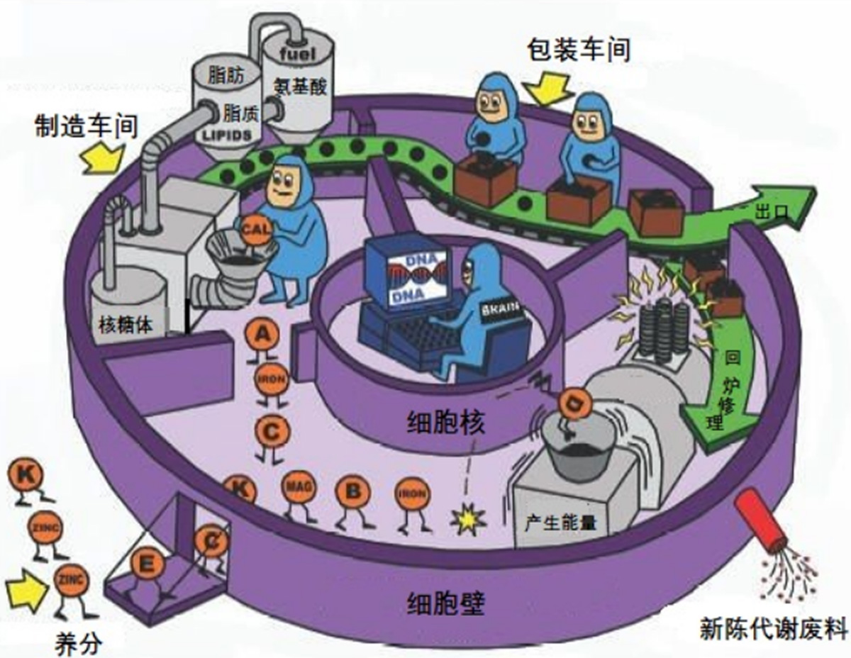 图3:细胞工厂运行示意图